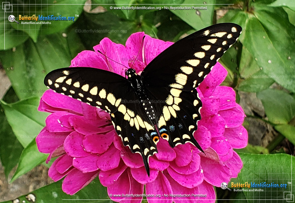 Full-sized image #5 of the Black Swallowtail Butterfly