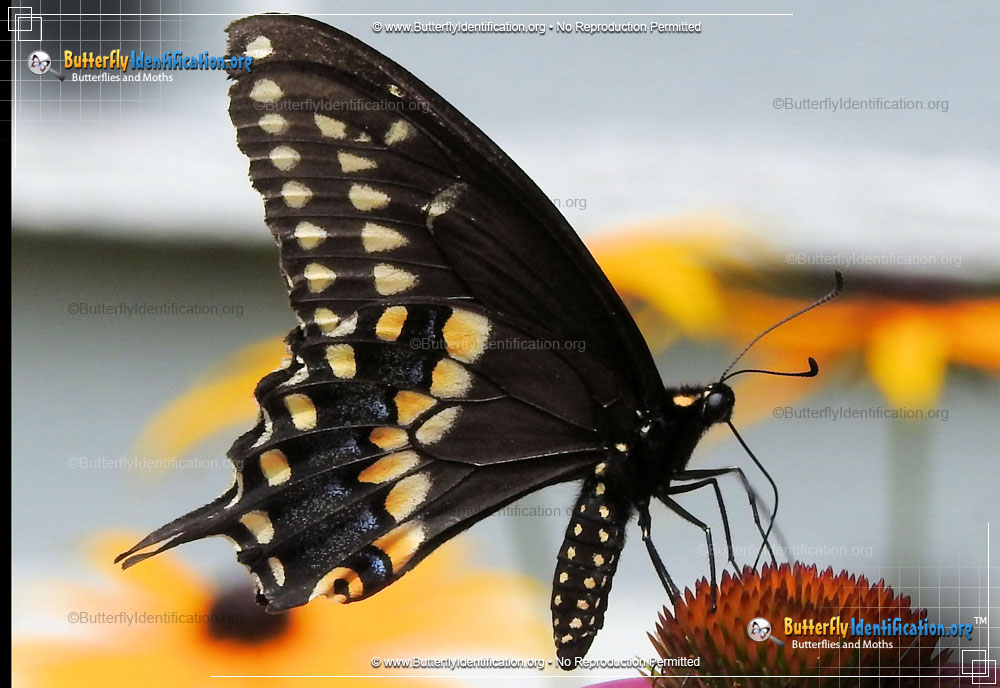 Full-sized image #2 of the Black Swallowtail Butterfly