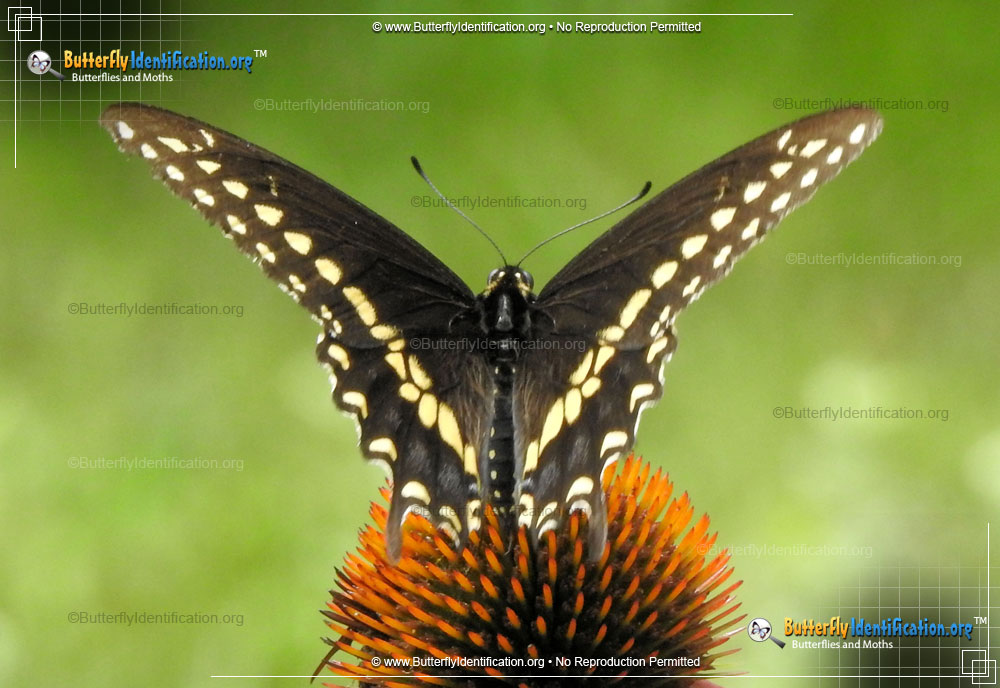 Full-sized image #3 of the Black Swallowtail Butterfly