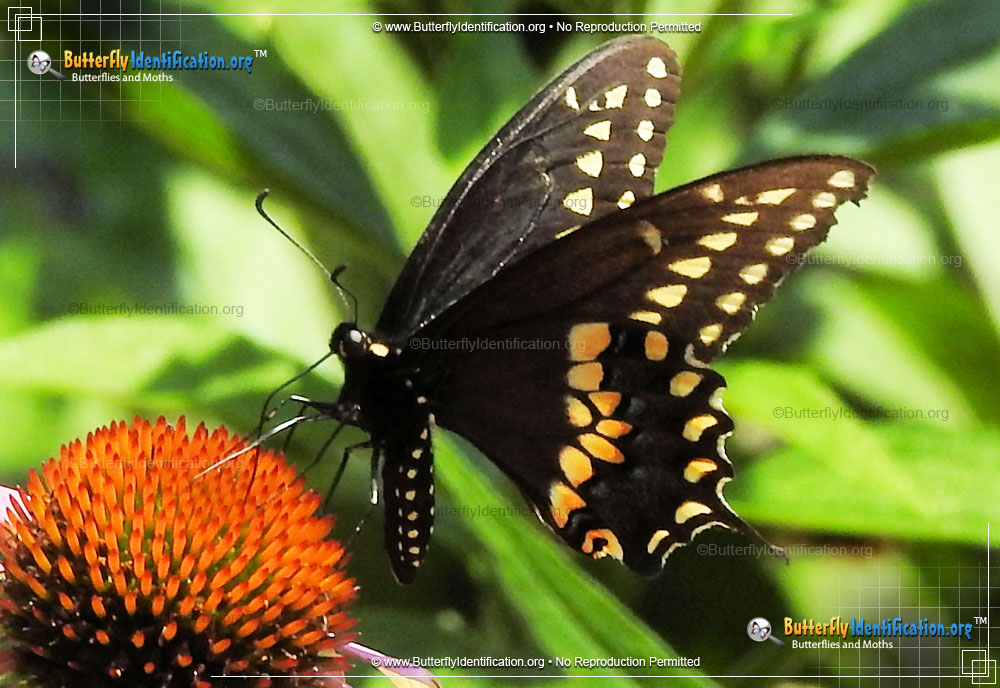 Full-sized image #4 of the Black Swallowtail Butterfly