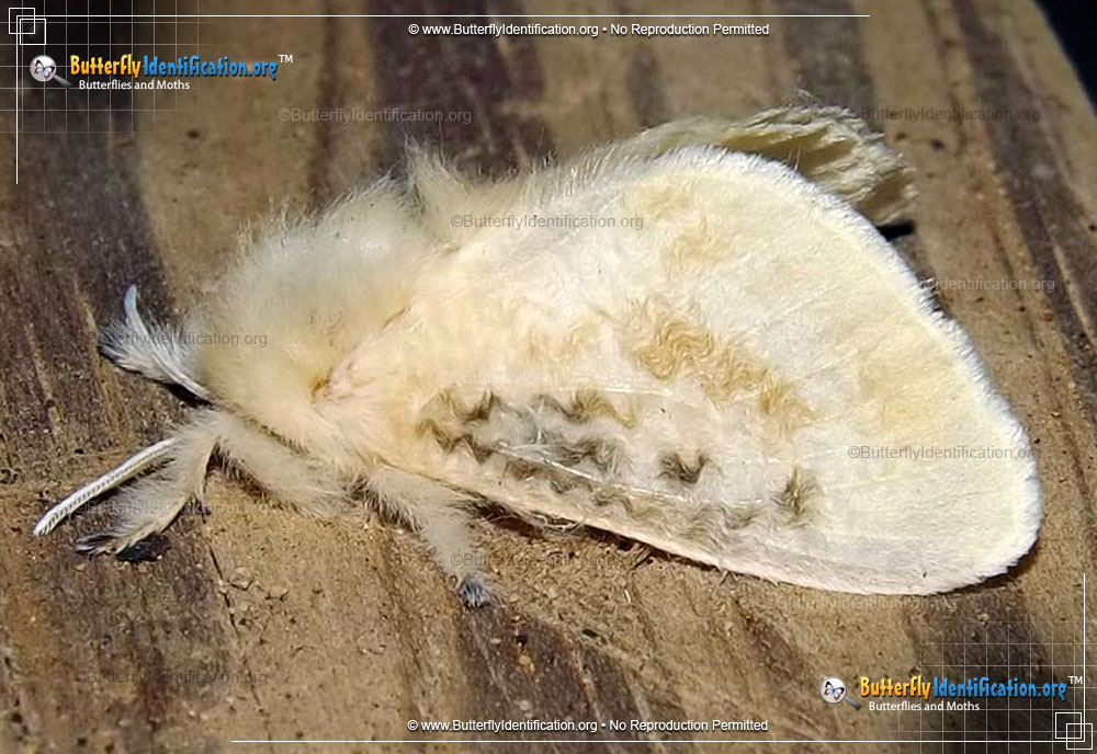 Full-sized image #2 of the Black-waved Flannel Moth