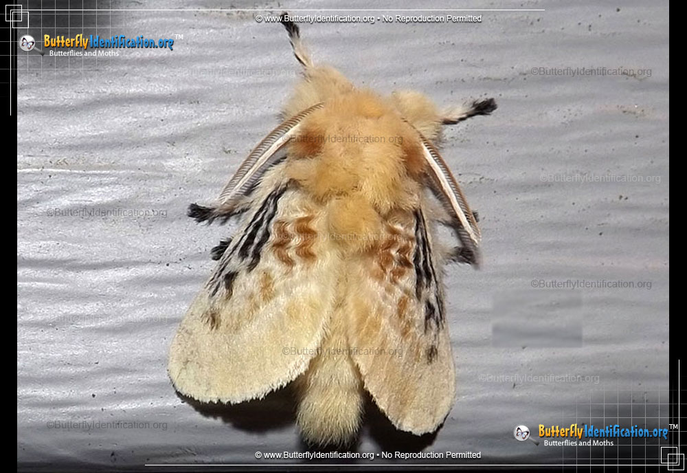 Full-sized image #4 of the Black-waved Flannel Moth