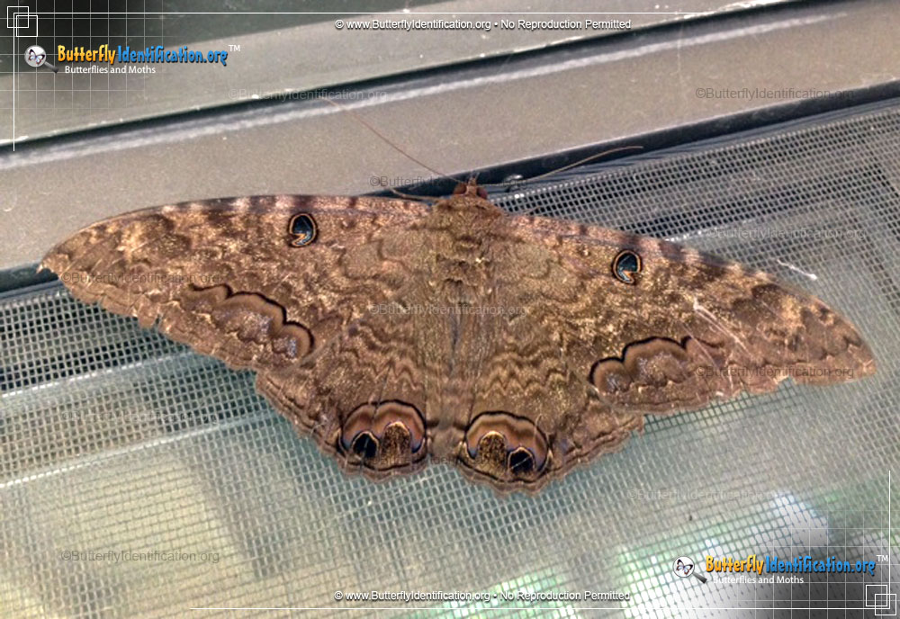 Full-sized image #4 of the Black Witch Moth