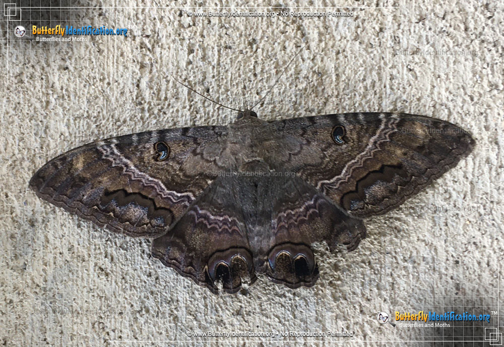 Full-sized image #3 of the Black Witch Moth
