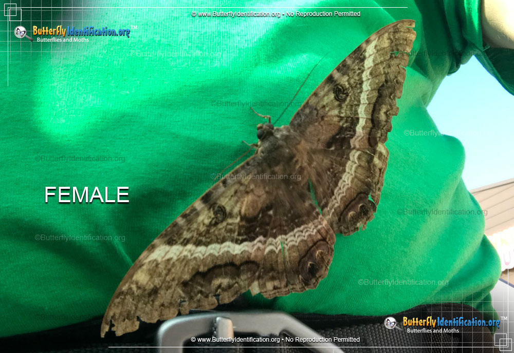 Full-sized image #2 of the Black Witch Moth