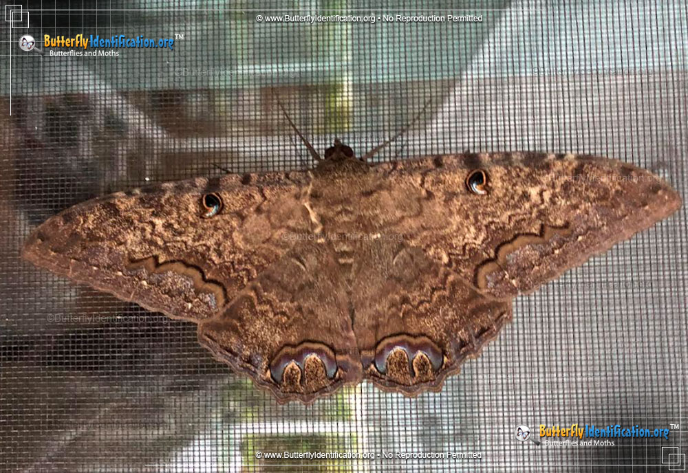 Full-sized image #6 of the Black Witch Moth