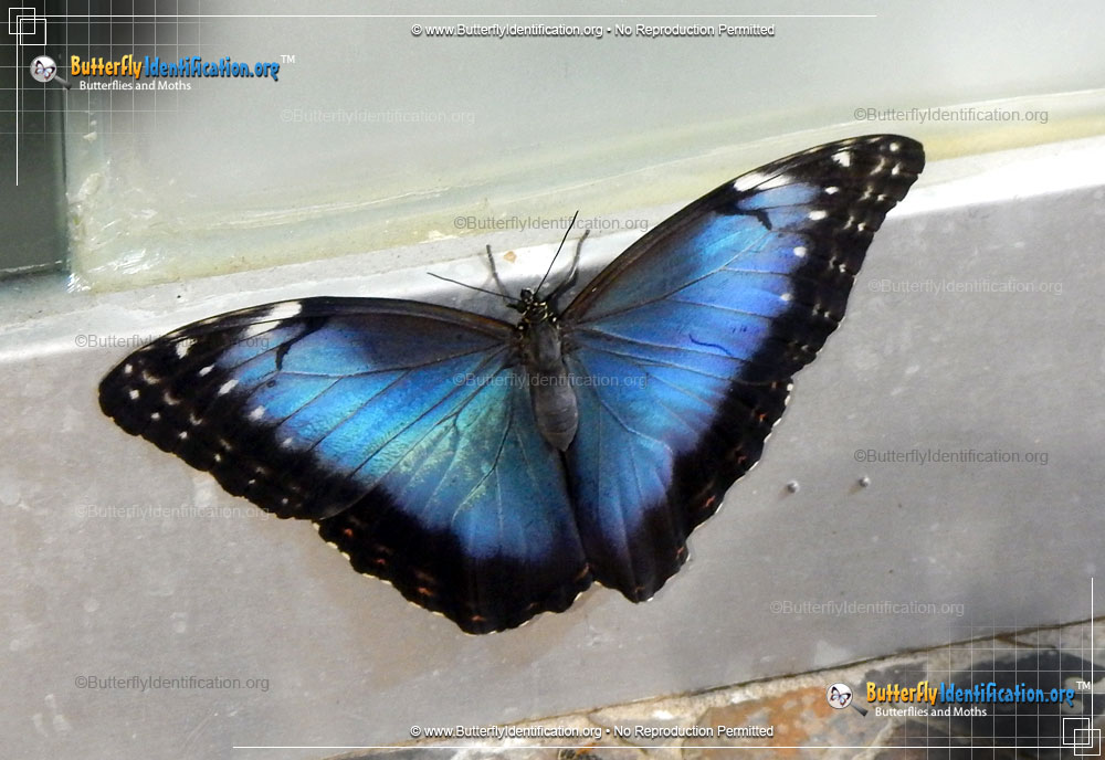 Full-sized image #1 of the Blue Morpho Butterfly