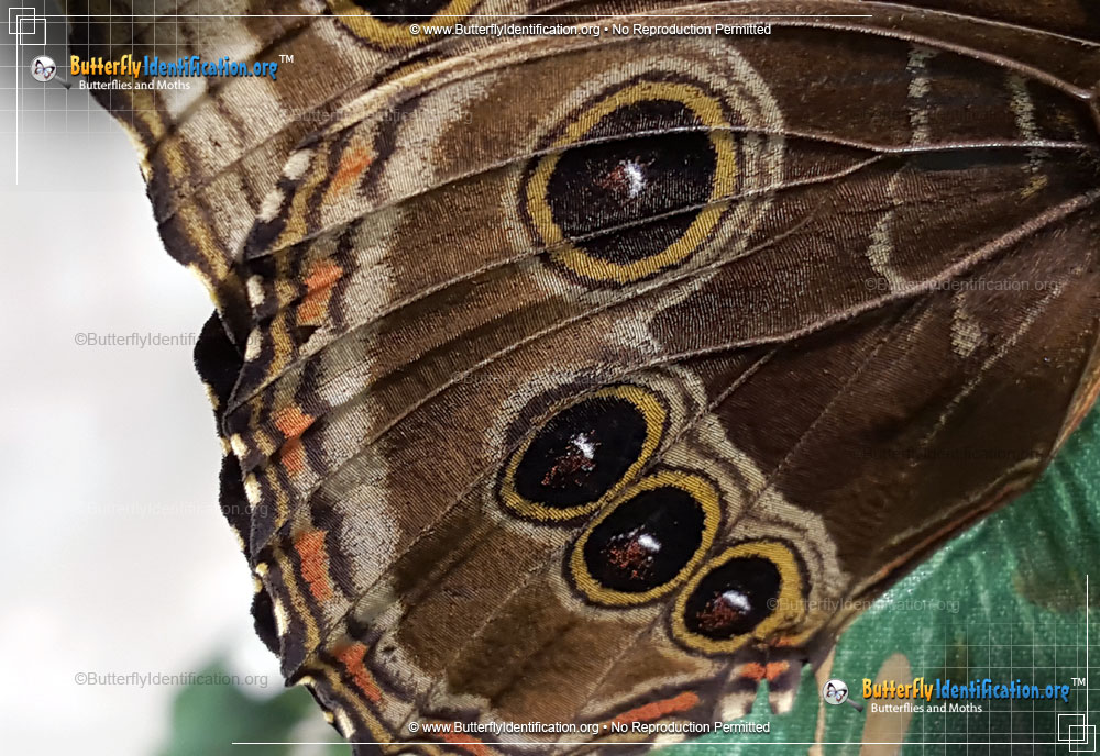 Full-sized image #3 of the Blue Morpho Butterfly