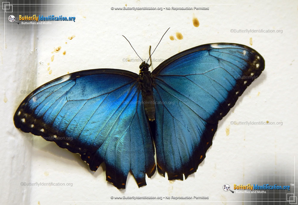 Full-sized image #4 of the Blue Morpho Butterfly