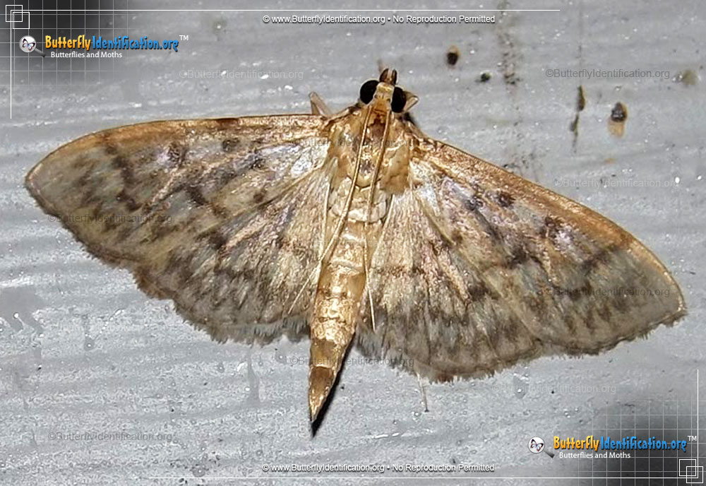 Full-sized image #1 of the Bold-feathered Grass Moth
