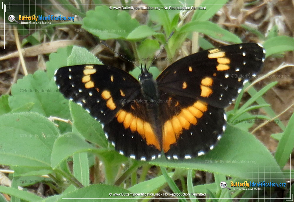 Full-sized image #1 of the Bordered Patch Butterfly