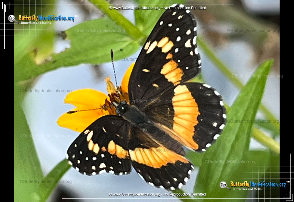 Full-sized image #1 of the Bordered Patch Butterfly