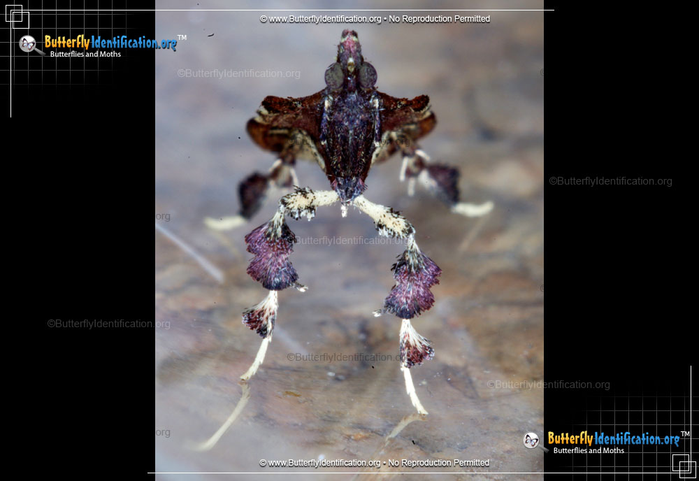 Full-sized image #2 of the Boxwood Leaftier Moth