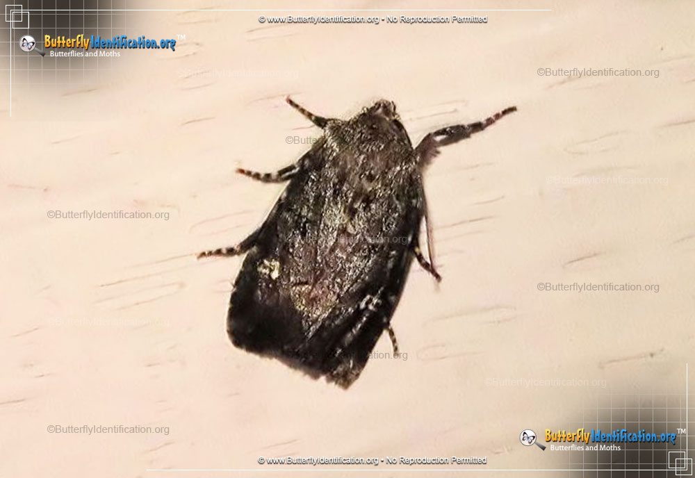 Full-sized image #3 of the Bristly Cutworm Moth
