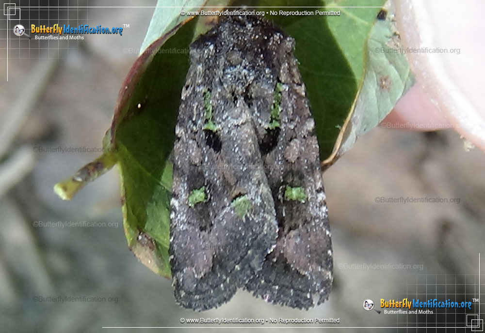 Full-sized image #2 of the Bristly Cutworm Moth