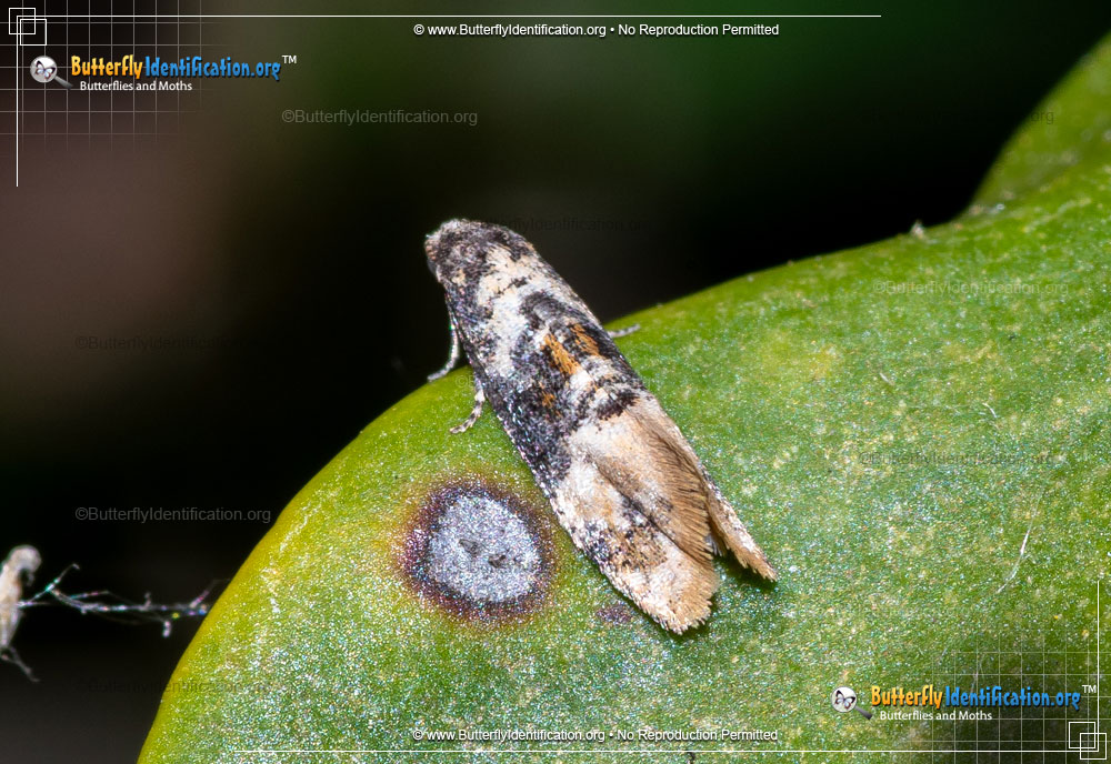 Full-sized image #1 of the Broad-patch Cochylid Moth