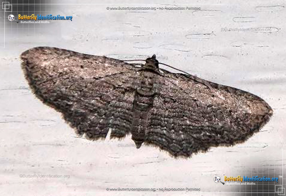 Full-sized image #1 of the Brown Bark Carpet Moth