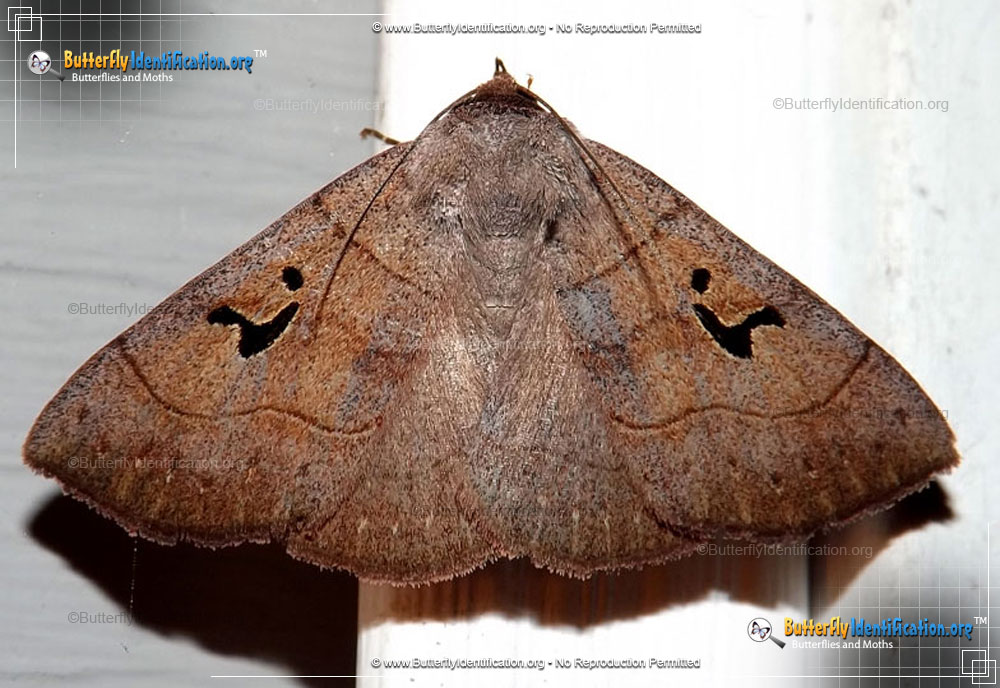 Full-sized image #1 of the Brown Panopoda Moth