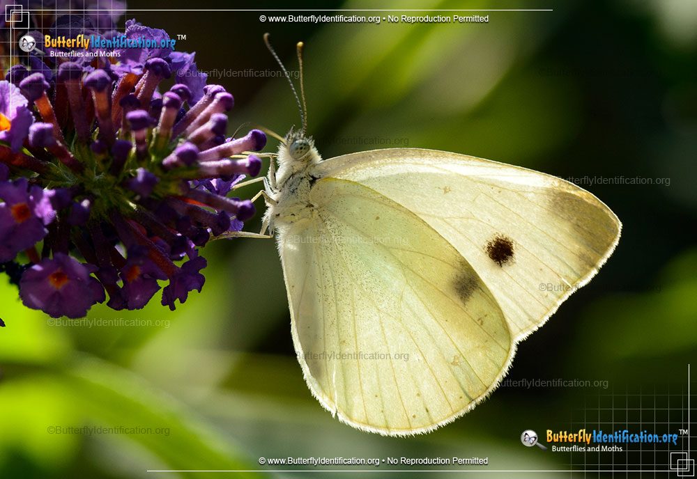 Full-sized image #1 of the Cabbage White Butterfly