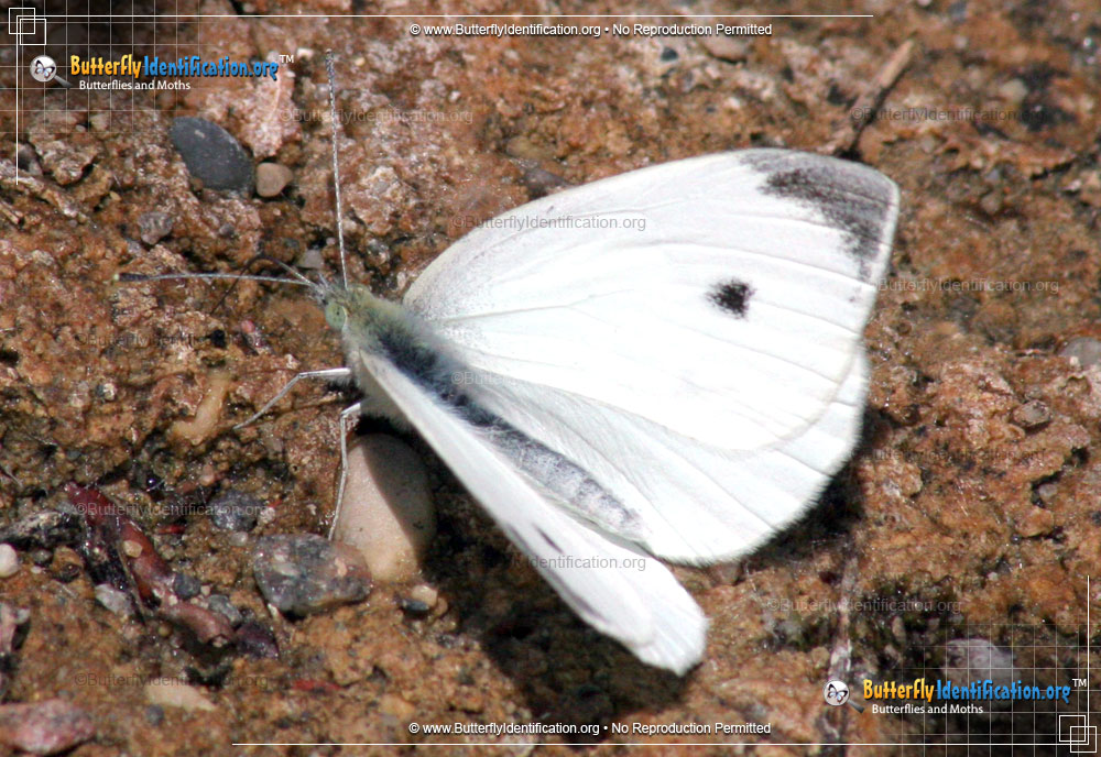Full-sized image #2 of the Cabbage White Butterfly
