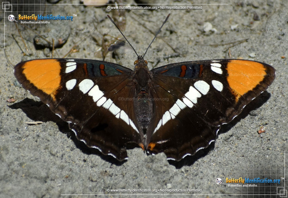 Full-sized image #1 of the California Sister Butterfly