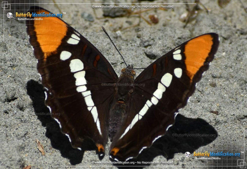Full-sized image #2 of the California Sister Butterfly