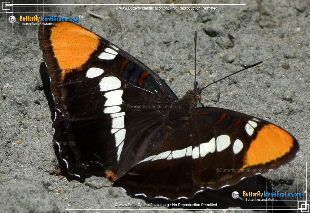 Full-sized image #3 of the California Sister Butterfly