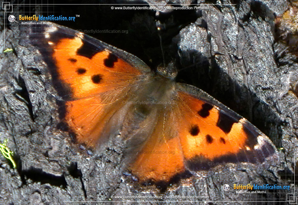 Full-sized image #1 of the California Tortoiseshell Butterfly