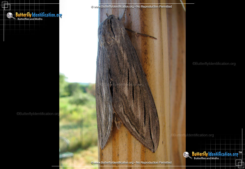 Full-sized image #1 of the Canadian Sphinx Moth