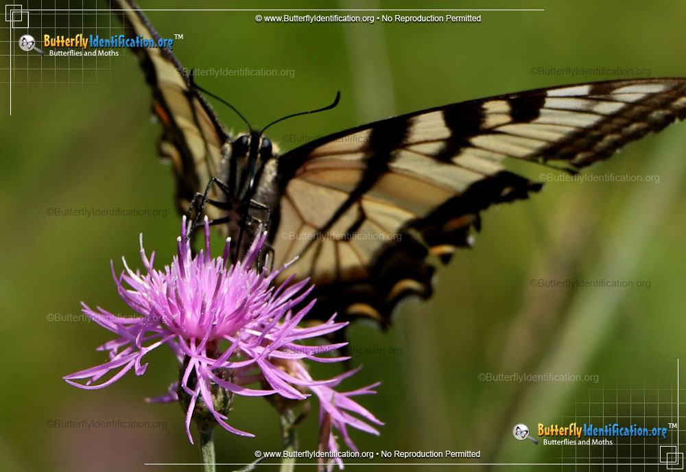 Full-sized image #2 of the Canadian Tiger Swallowtail Butterfly