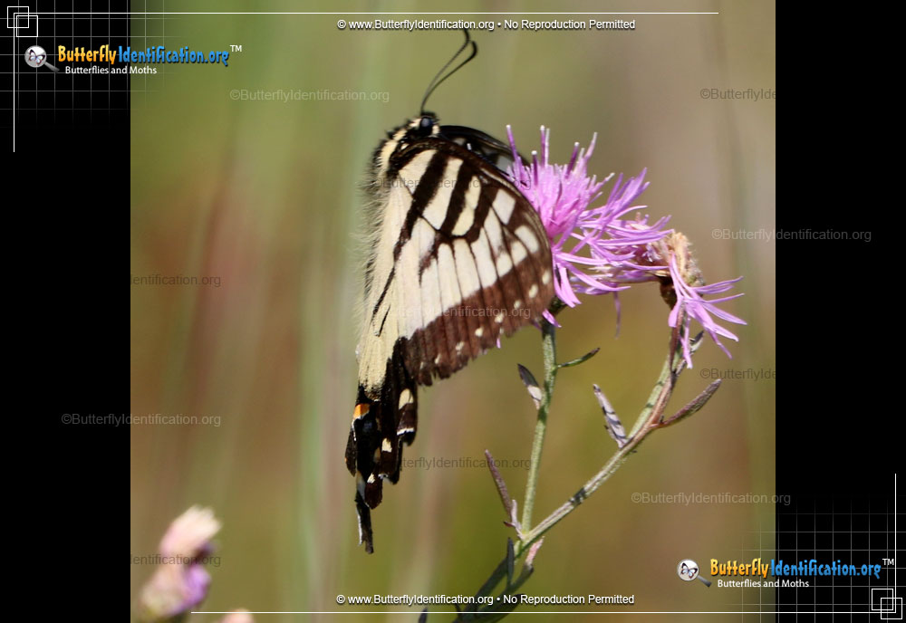 Full-sized image #3 of the Canadian Tiger Swallowtail Butterfly