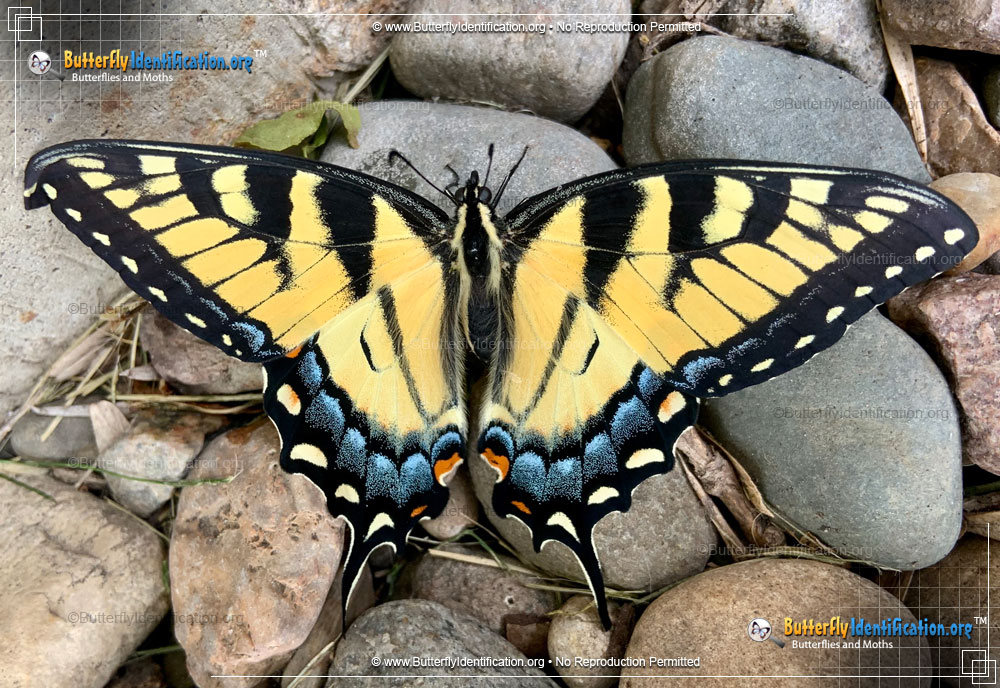 Full-sized image #1 of the Canadian Tiger Swallowtail Butterfly