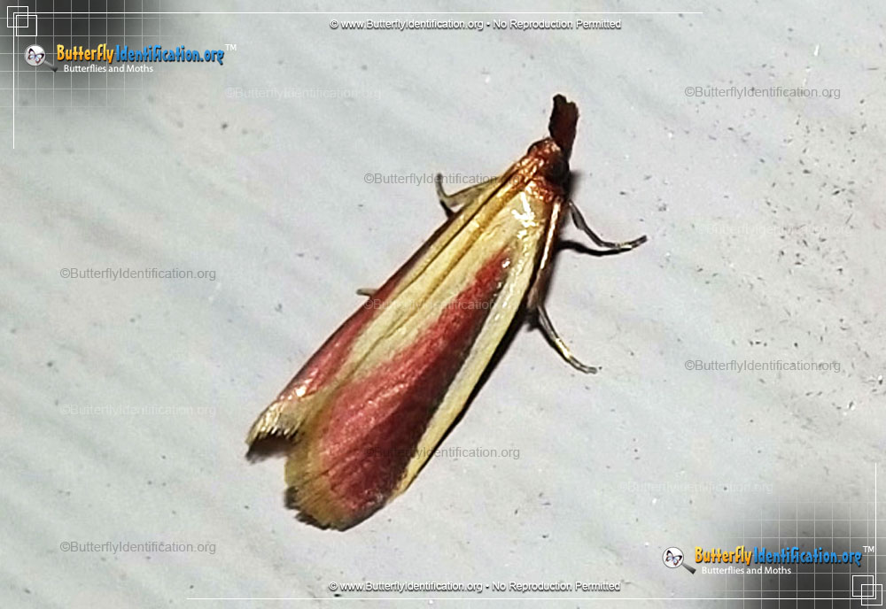 Full-sized image #1 of the Carmine Snout Moth