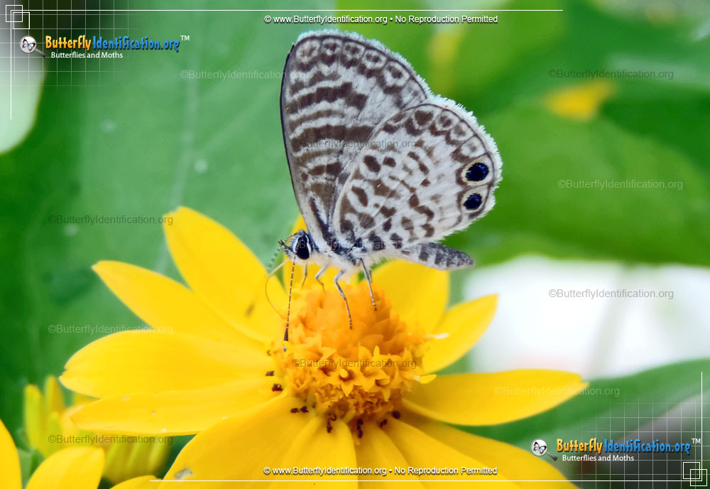 Full-sized image #1 of the Cassius Blue Butterfly