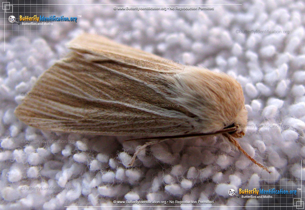 Full-sized image #1 of the Cattail Caterpillar Moth