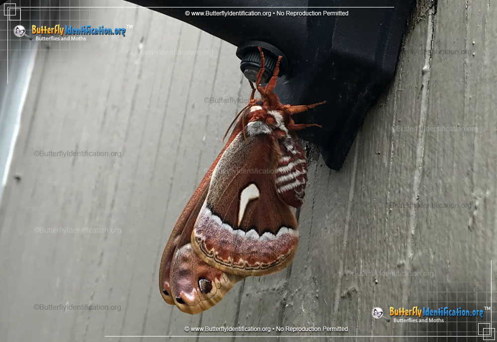 Full-sized image #3 of the Ceanothus Silkmoth