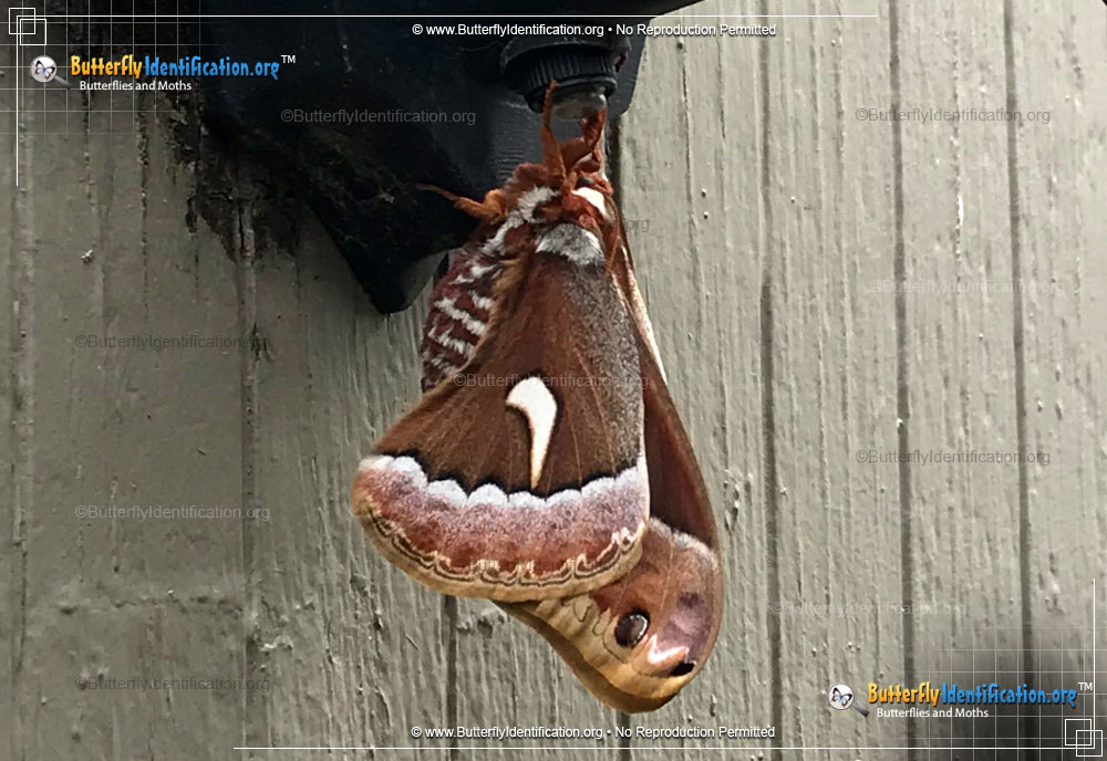 Full-sized image #2 of the Ceanothus Silkmoth