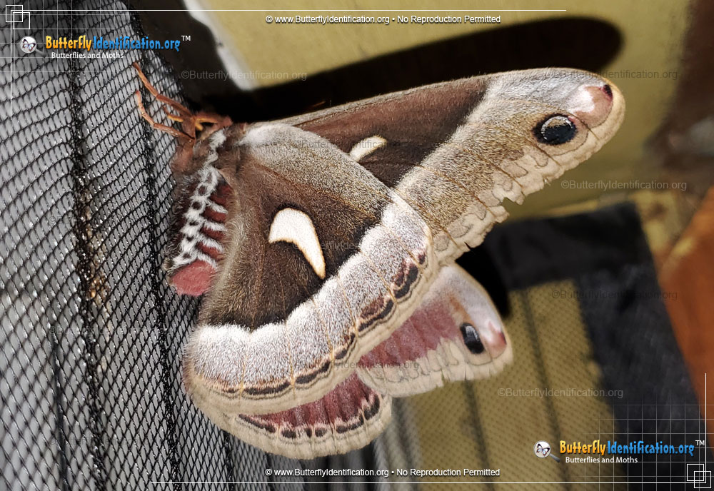 Full-sized image #5 of the Ceanothus Silkmoth
