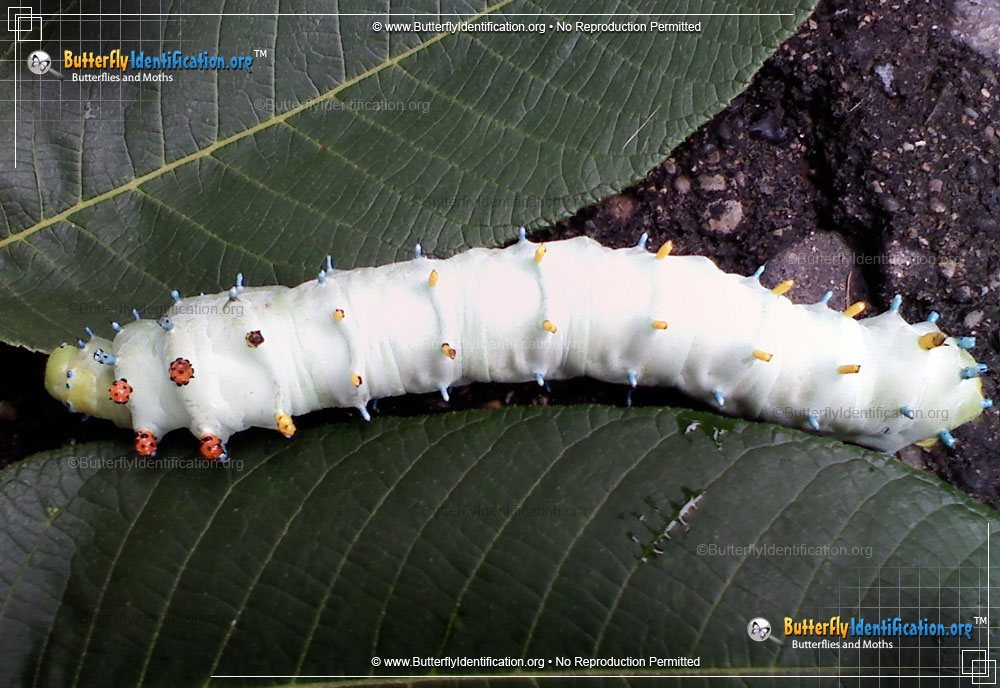 Full-sized image #4 of the Cecropia Silk Moth
