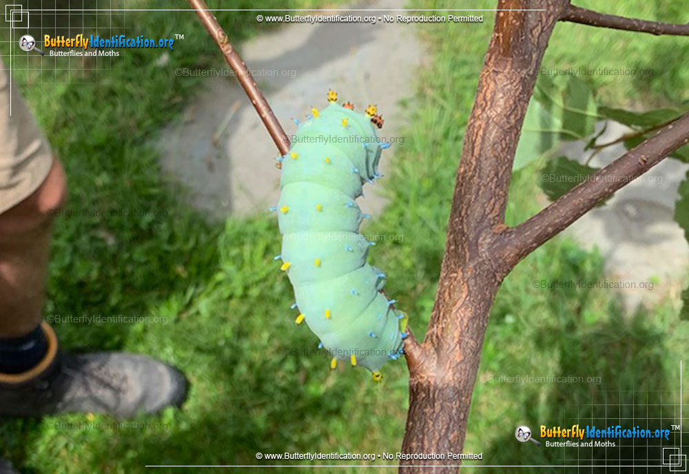 Full-sized caterpillar image of the Cecropia Silk Moth