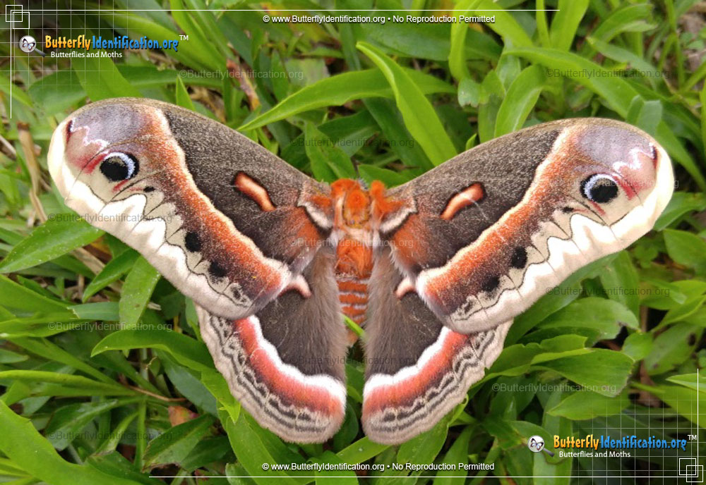 Full-sized image #3 of the Cecropia Silk Moth