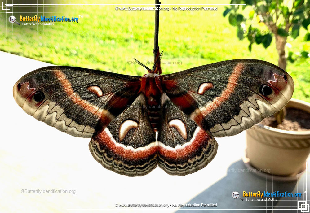 Full-sized image #2 of the Cecropia Silk Moth