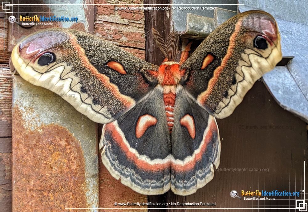 Full-sized image #5 of the Cecropia Silk Moth