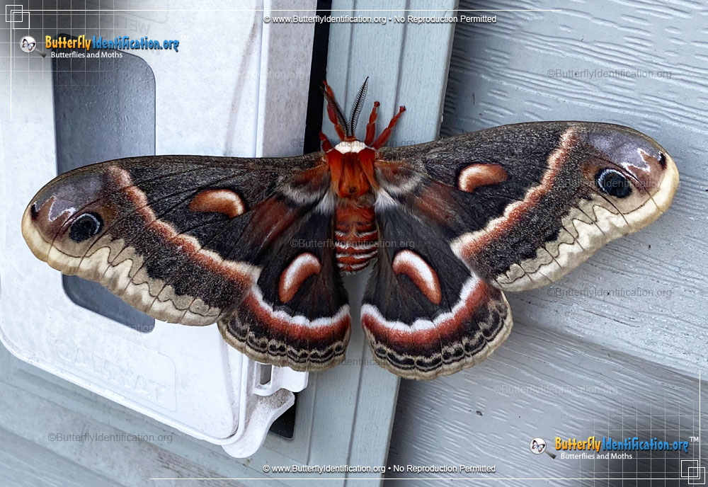 Full-sized image #1 of the Cecropia Silk Moth