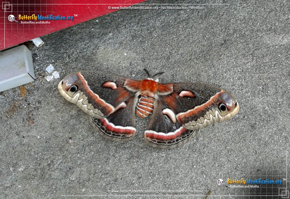 Full-sized image #6 of the Cecropia Silk Moth