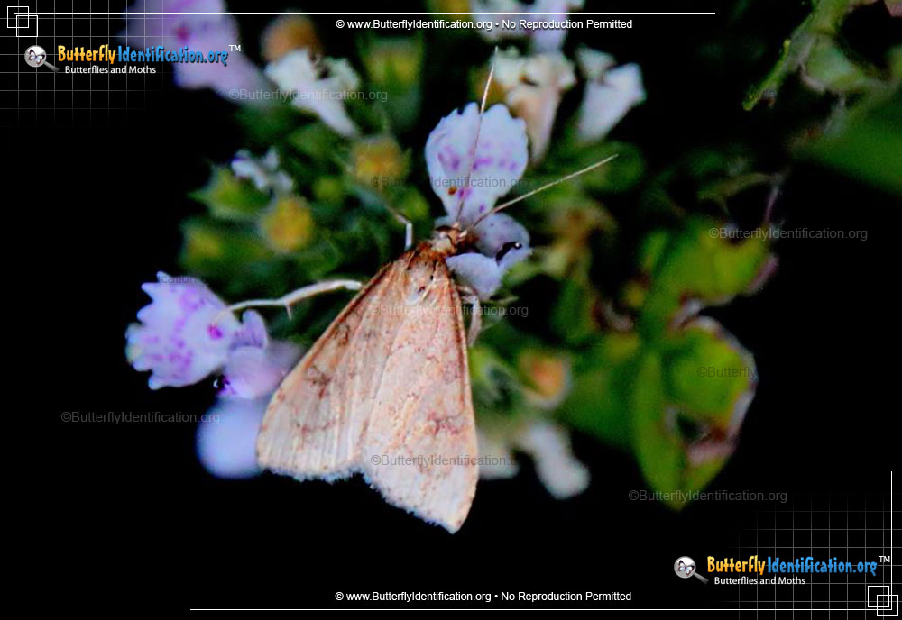 Full-sized image #1 of the Celery Leaftier Moth