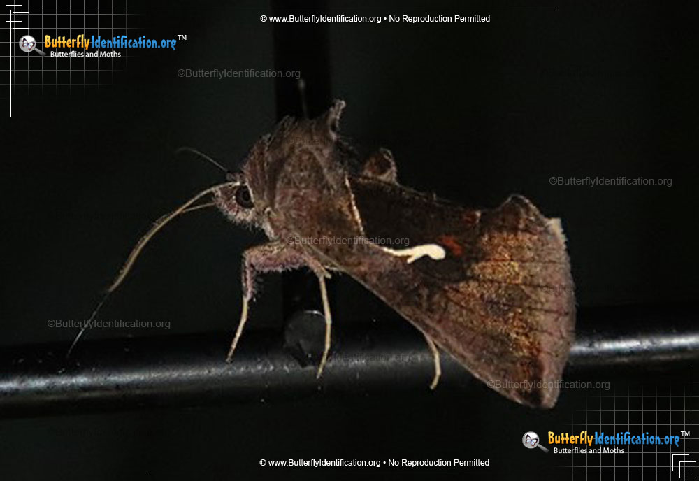 Full-sized image #1 of the Celery Looper Moth