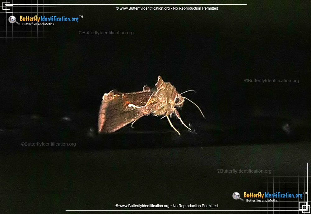 Full-sized image #2 of the Celery Looper Moth