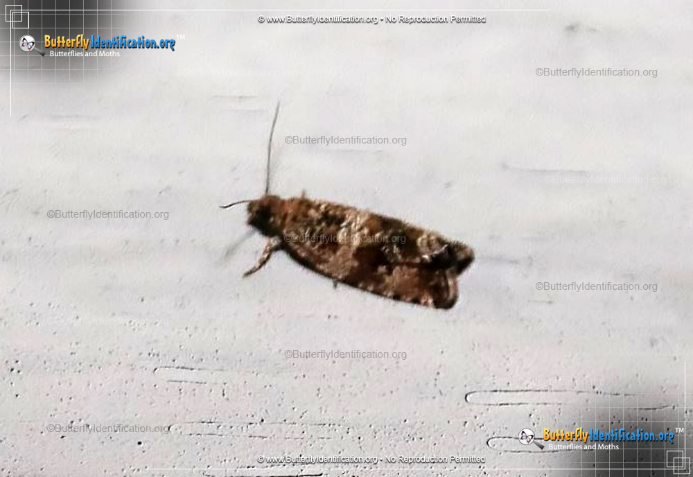 Full-sized image #1 of the Celypha Moth