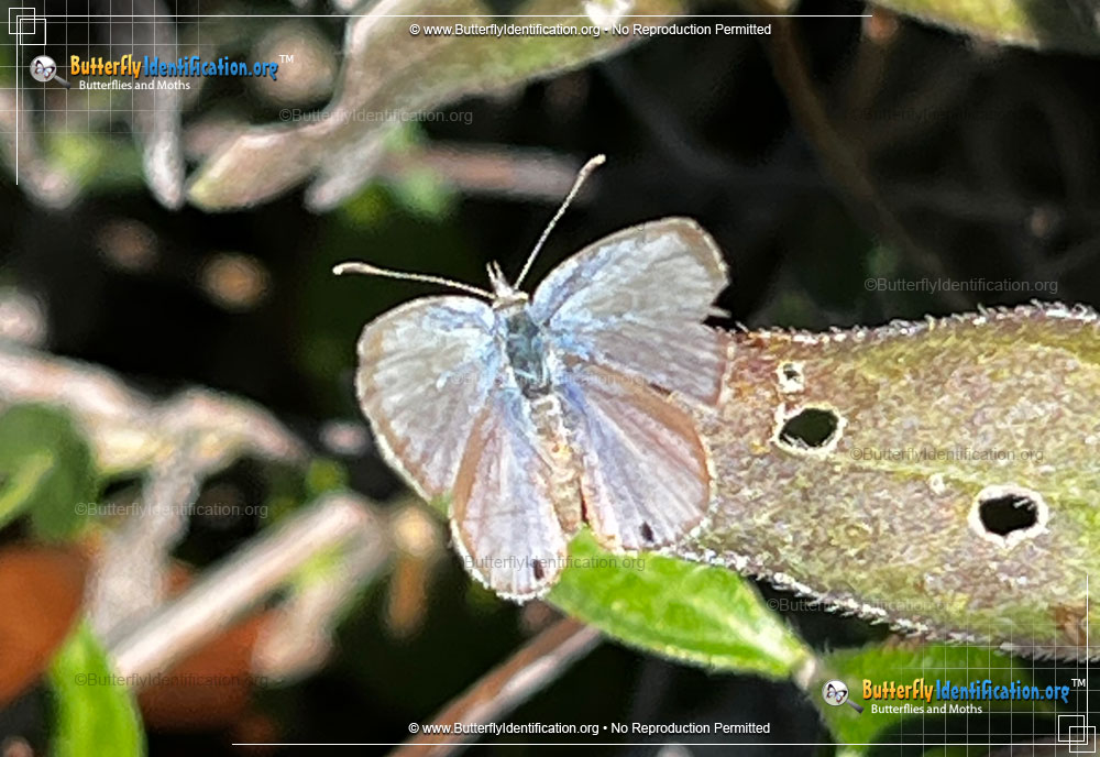 Full-sized image #1 of the Ceraunus Blue Butterfly